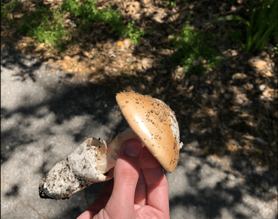 Screen Shot 2018-08-06 at 12.03.46 AM