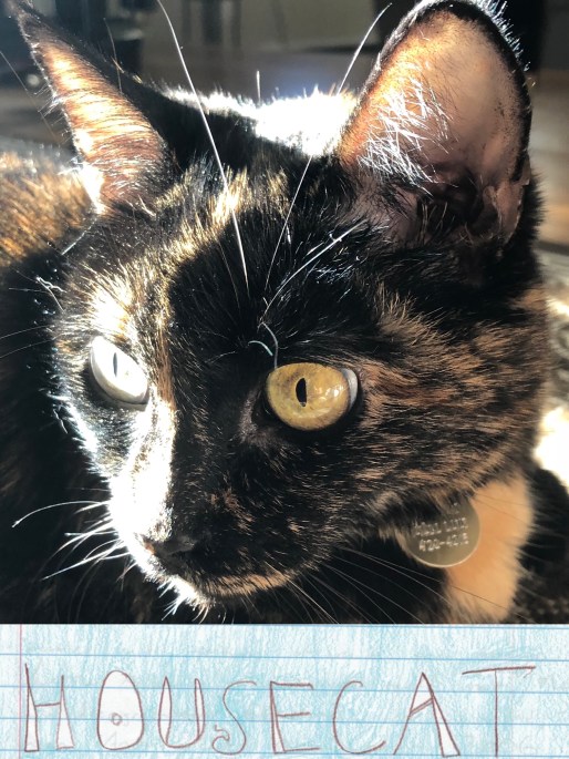 HousecatJPG.JPG
